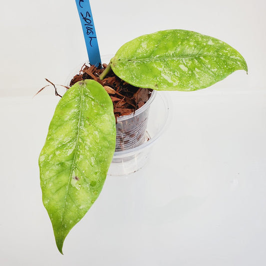 Hoya Coriacea Splash starter plant No. 1
