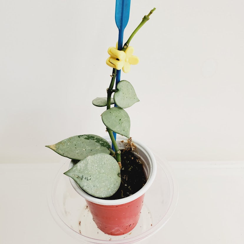 Hoya Lacunosa Silver Mint Coin starter plant No. 39