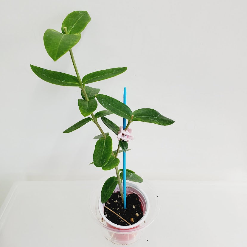 Hoya Densifolia starter plant No. 41