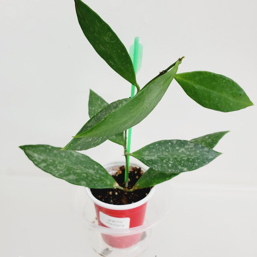 Hoya Gracilis Memoria starter plant No. 37