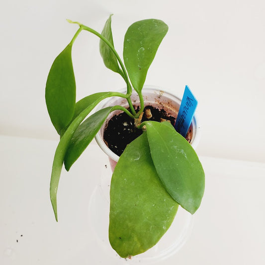 Hoya Vanuatuensis starter plant No. 45