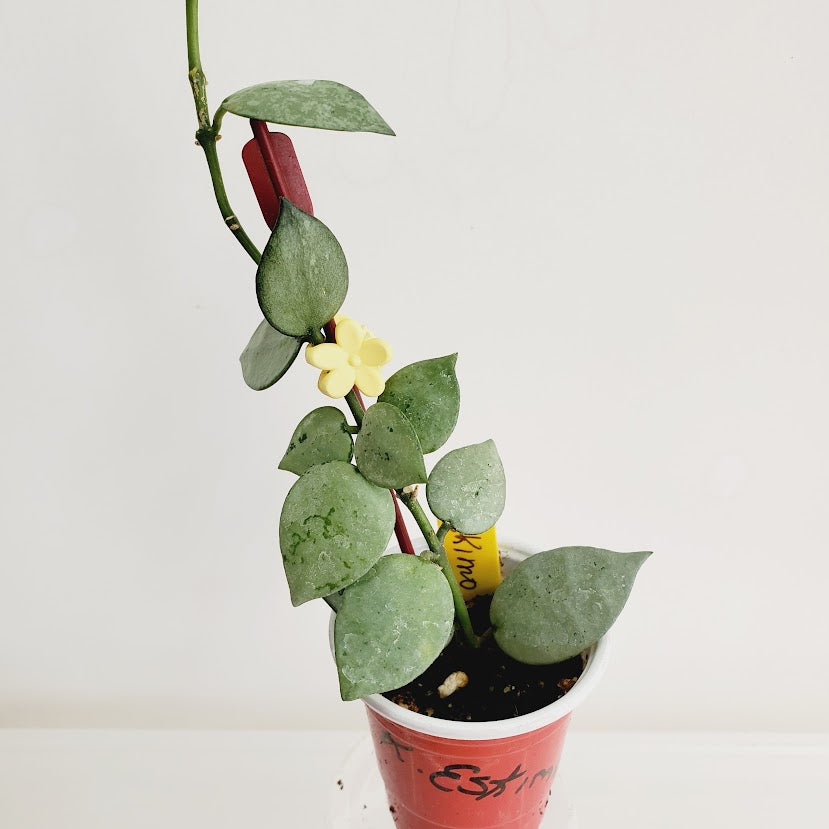 Hoya Krohniana Eskimo starter plant No. 36