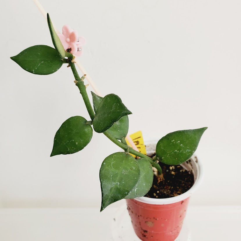 Hoya Lacunosa starter plant No. 38