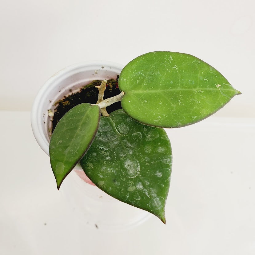 Hoya verticillata sp. 'Anjuk Landing'starter plant No. 31