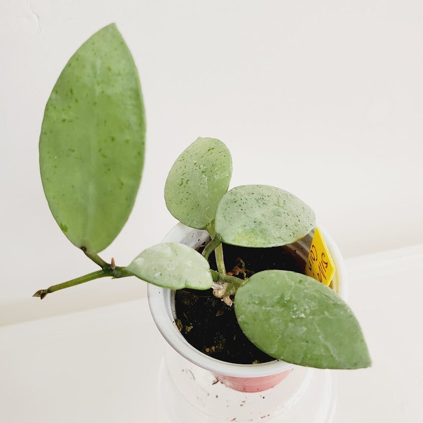 Hoya Lacunosa Silver Mint Coin Starter plant No. 44
