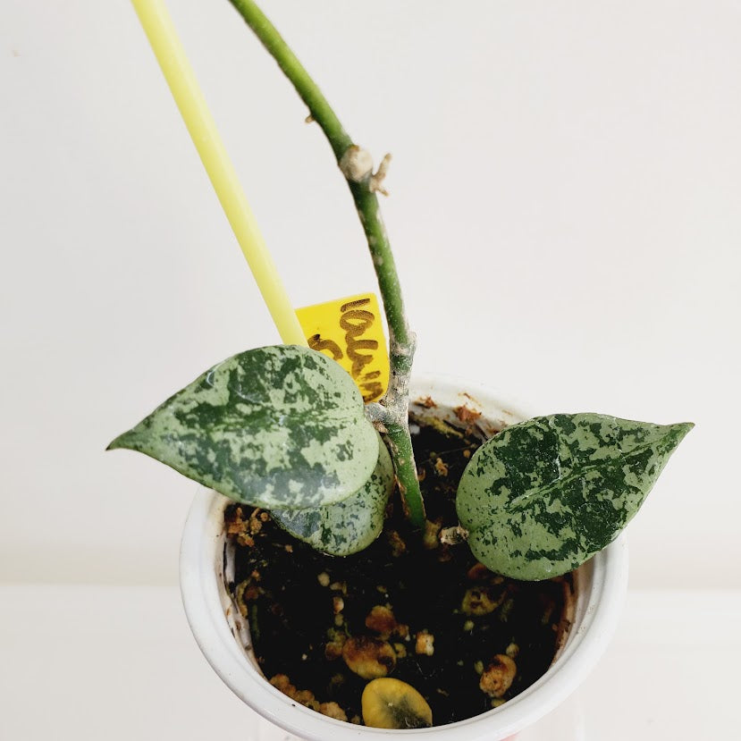 Hoya lacunosa 'Silver Lime' Starter plant No. 33