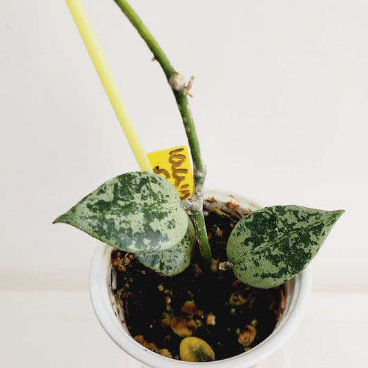 Hoya lacunosa 'Silver Lime' Starter plant No. 33