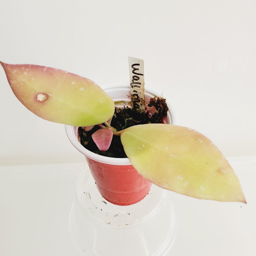 Hoya walliniana Starter plant No. 32