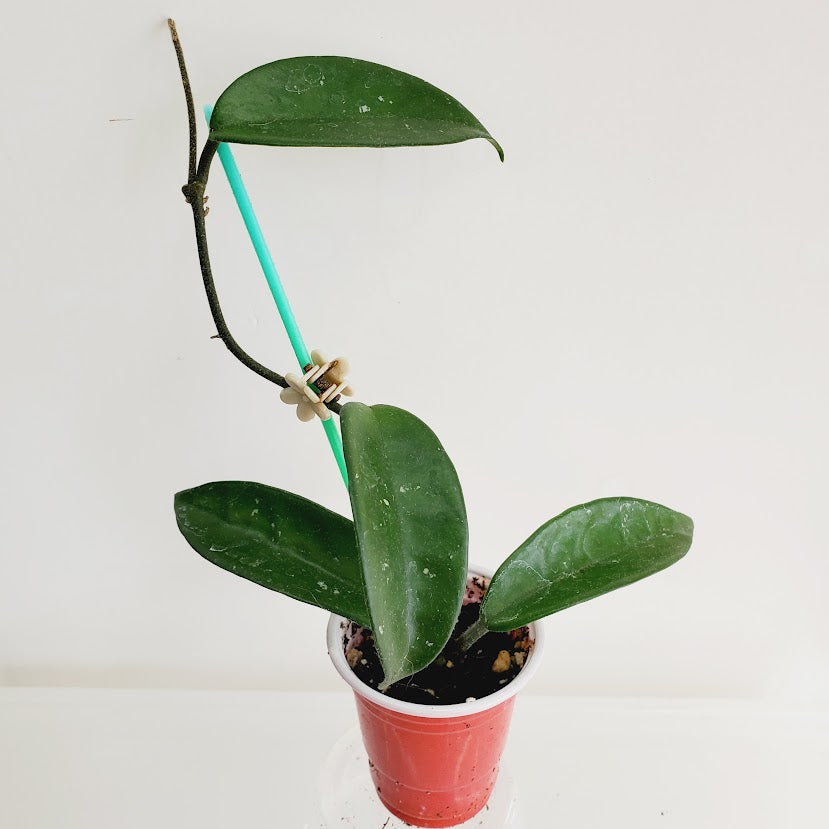 Hoya Carnosa Jade starter plant No. 60