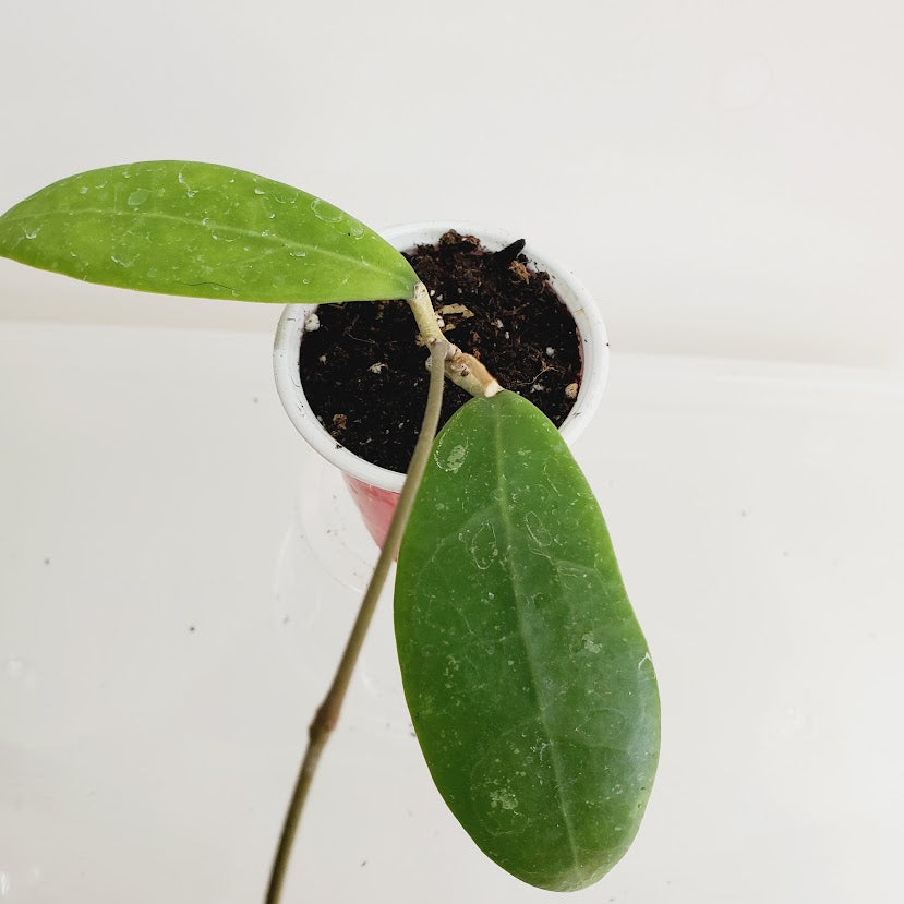 Hoya bhutanica starter plant No. 58