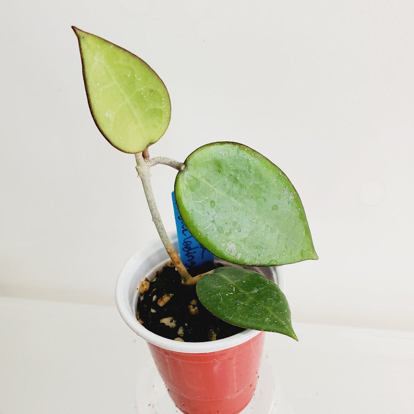 Hoya verticillata sp. 'Anjuk Landing'starter plant No. 59