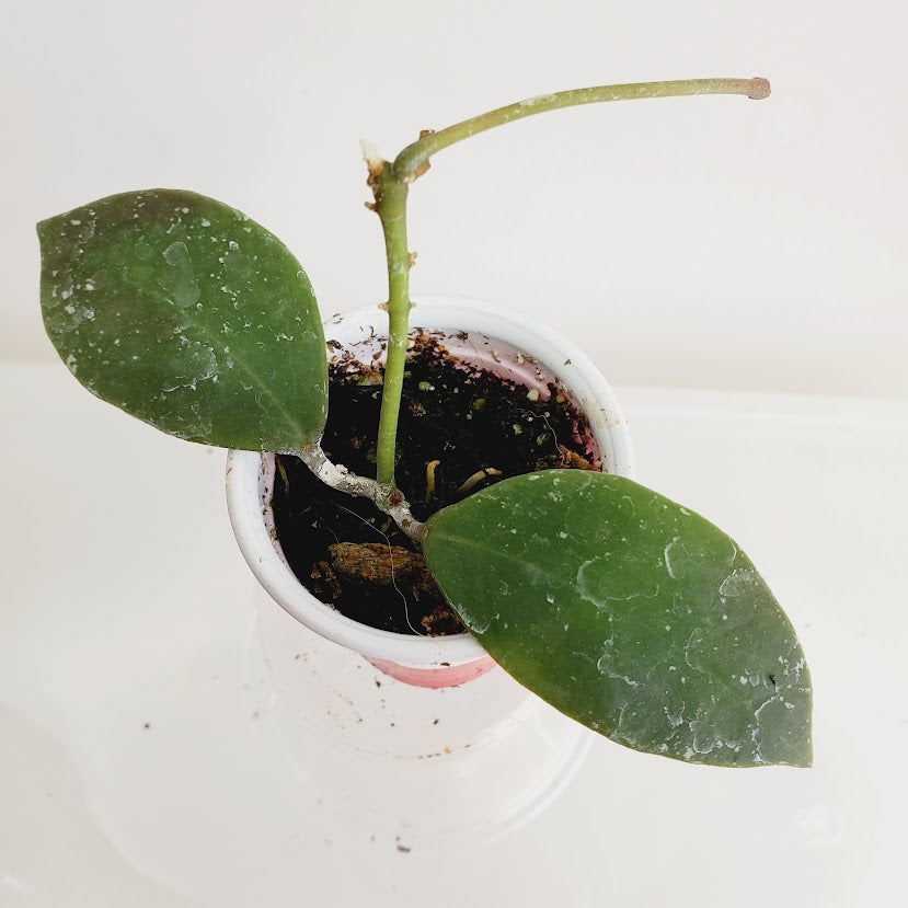 Hoya walliniana UT-152 starter plant No. 61