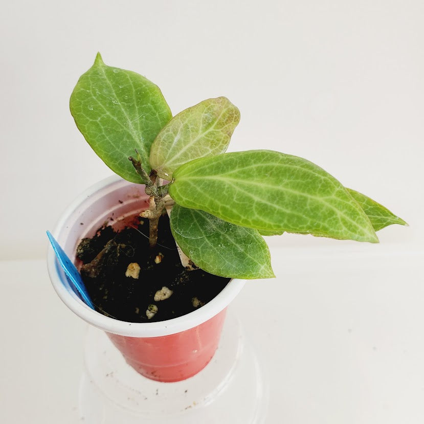 Hoya fitchii starter plant No. 48