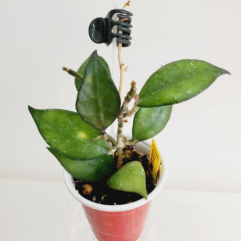 Hoya Lacunosa starter plant No. 54