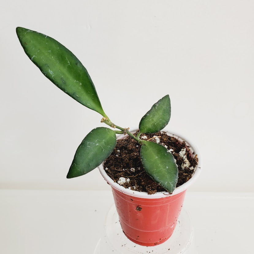 Hoya Rosita starter plant No. 55