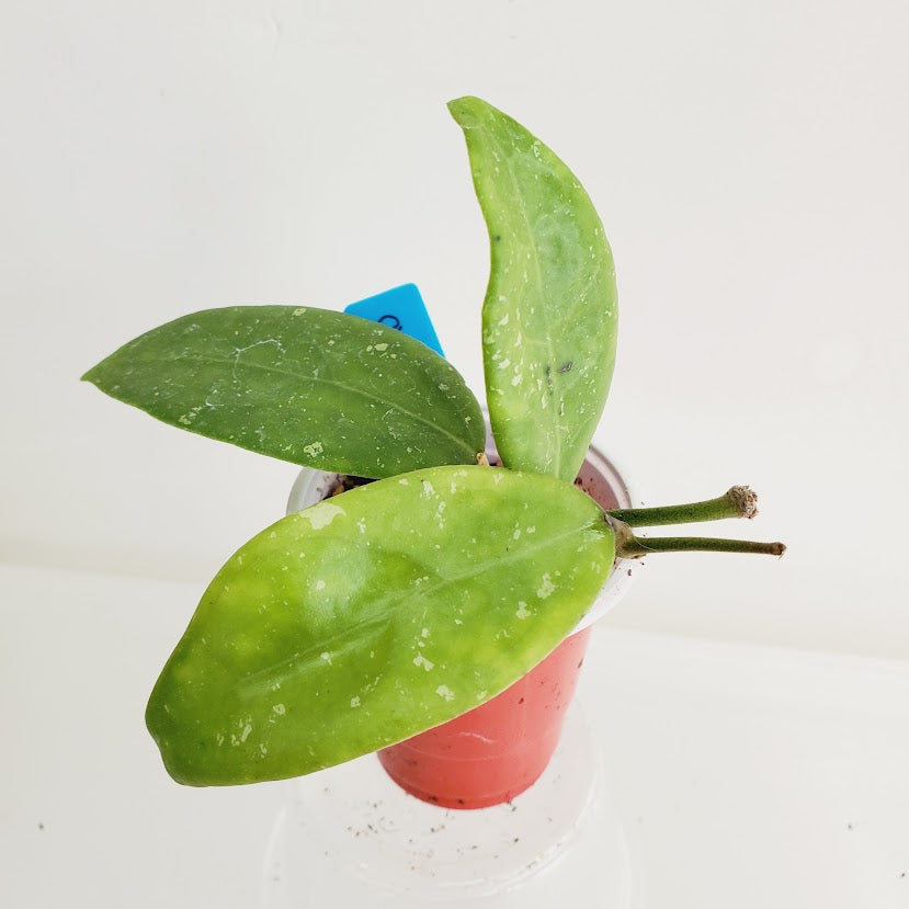Hoya cv Peters starter plant No. 62