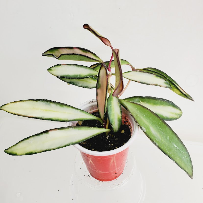 Hoya wayetii variegata starter plant No. 75