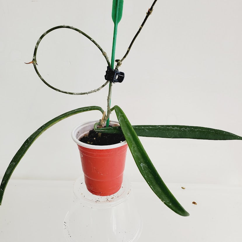 Hoya shepherdii starter plant No. 52