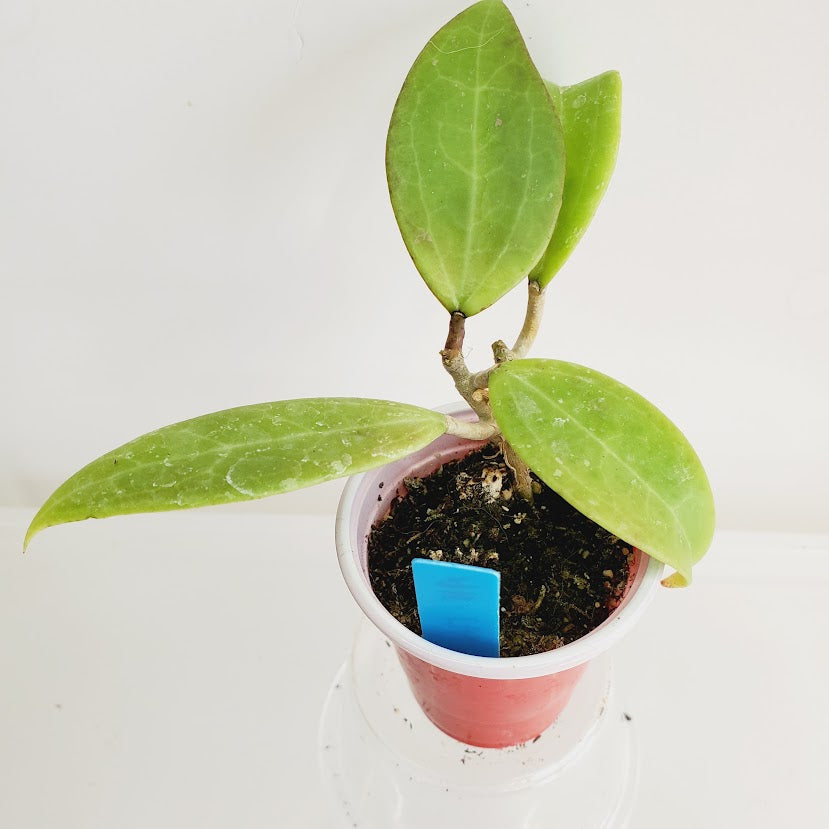 Hoya AH-176 Starter plant No. 49