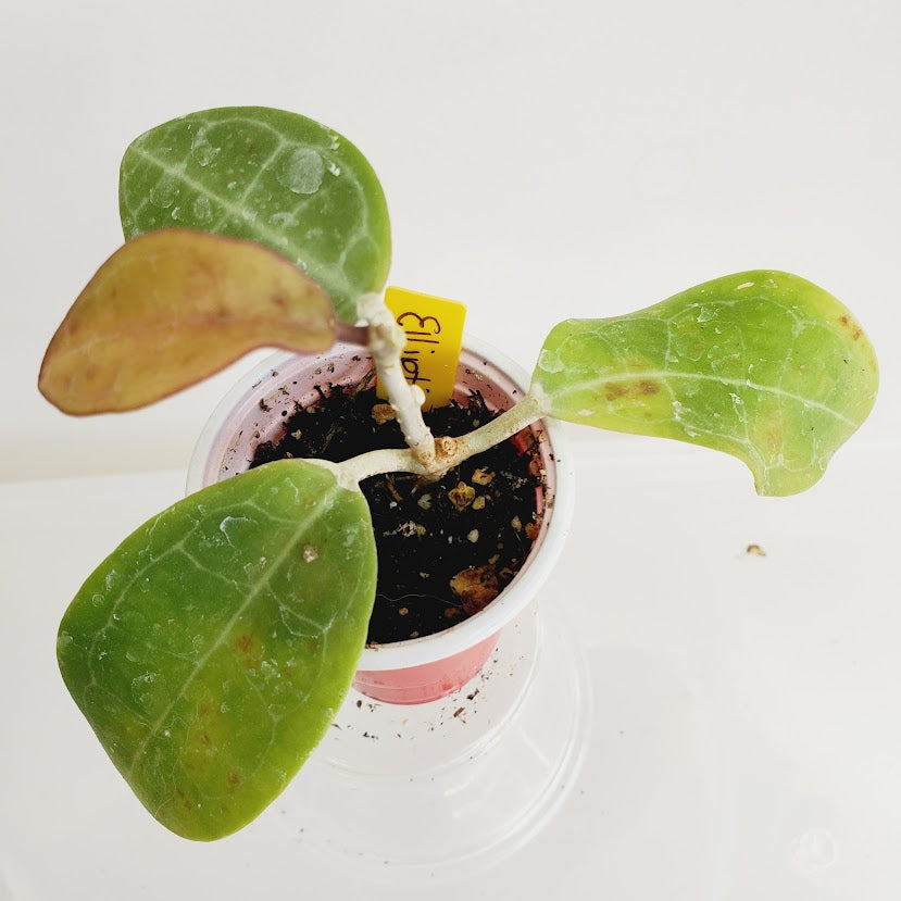 Hoya elliptica Starter plant No. 53