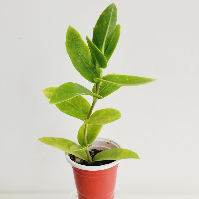 Hoya densifolia Starter plant No. 73