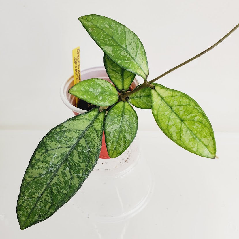 Hoya crassipetiolata splash Starter plant No. 74