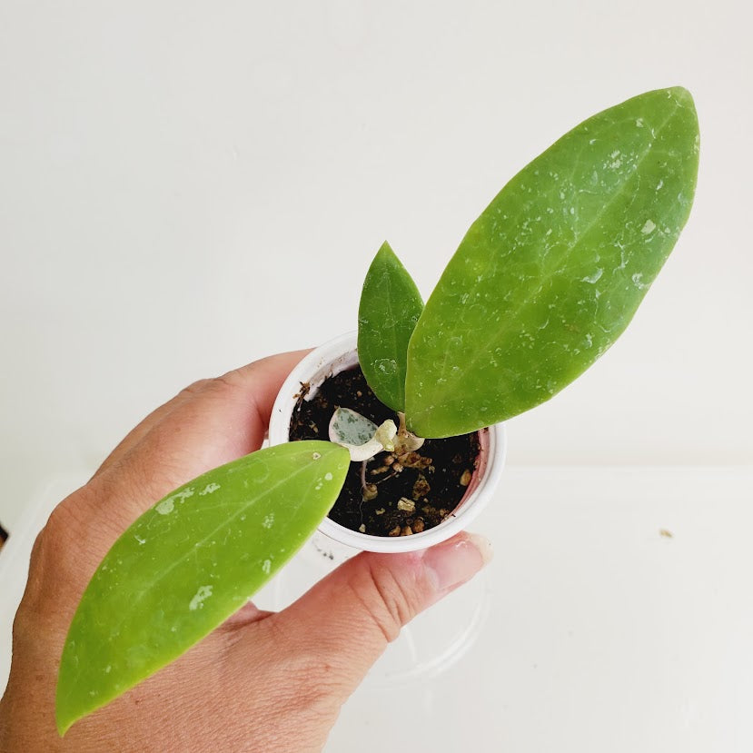 Hoya AH-176 Starter plant No. 64