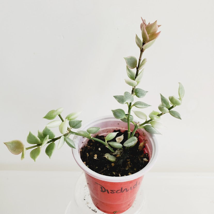 Dischidia ruscifolia 'Variegata' (Million Hearts) Starter plant No. 65