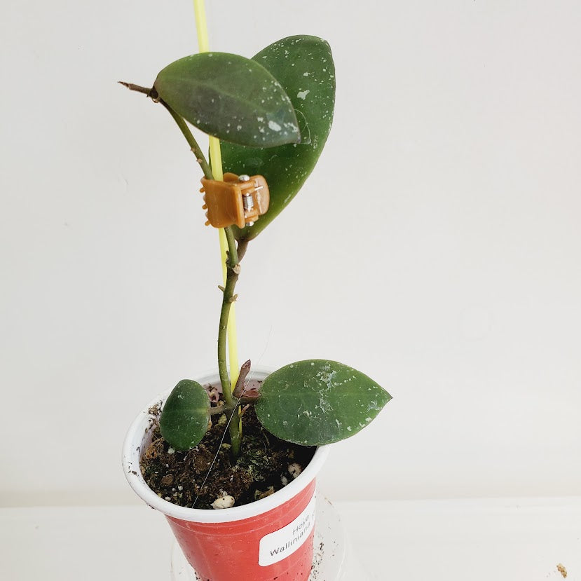 Hoya walliniana Starter plant No. 66