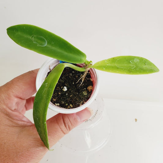 Hoya pubicalyx 'White Dragon' (Celeta) Starter plant No.68