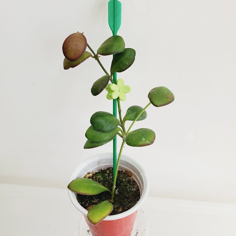 Hoya bilobata AKA 'Panchoi' Starter plant No.69
