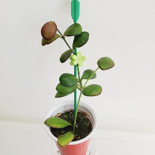 Hoya bilobata AKA 'Panchoi' Starter plant No.69