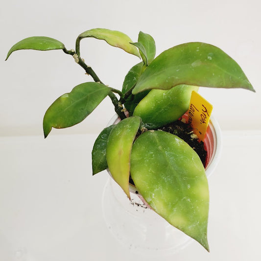 Hoya lacunosa × obscura Starter plant No. 70