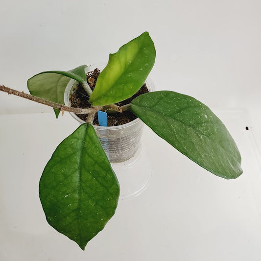 Hoya fungii starter plant No. 139