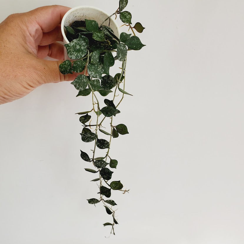 Hoya curtisii starter plant No. 135