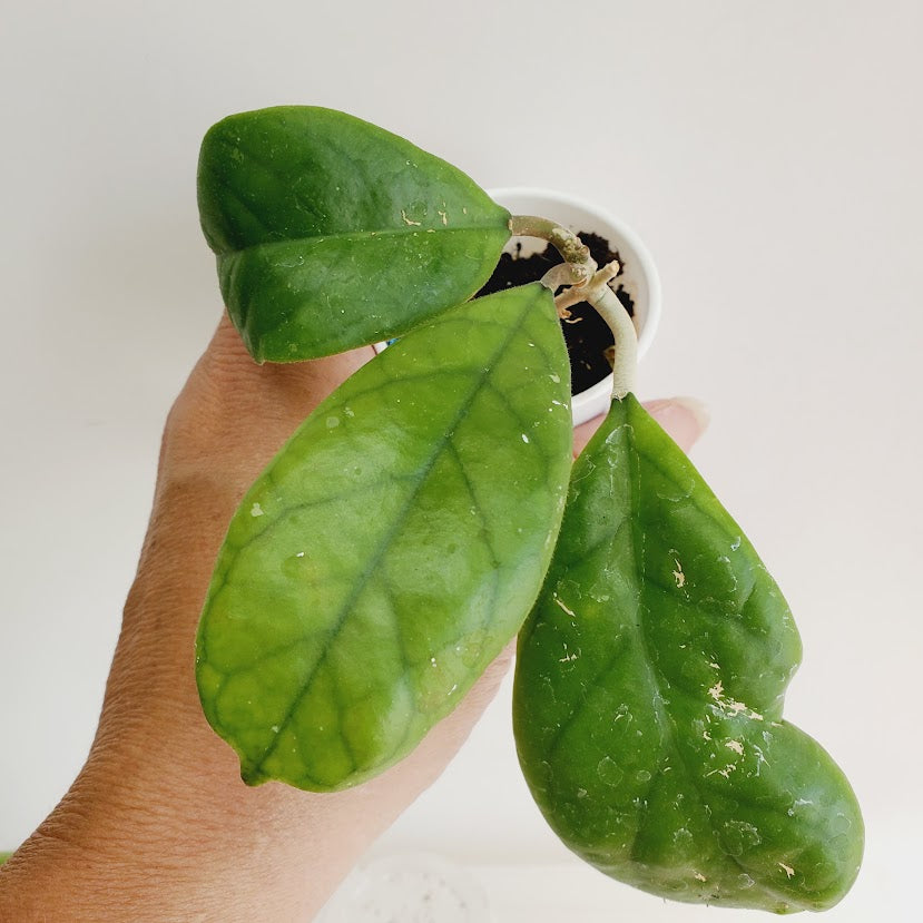 Hoya viola starter plant No. 143