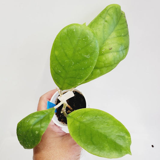 Hoya Viola starter plant No. 142