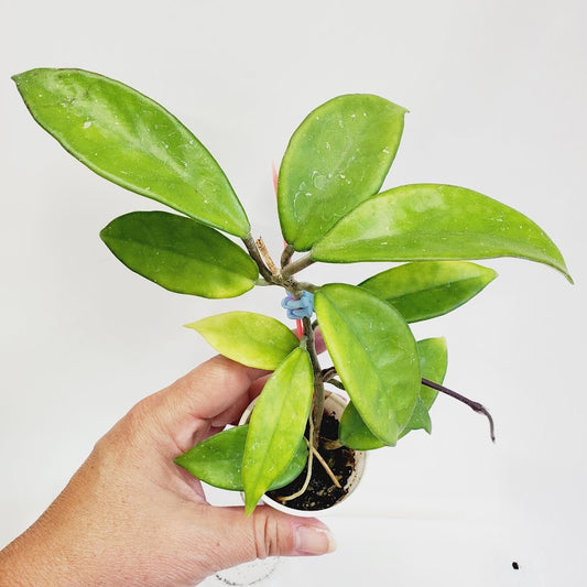 Hoya Jade starter plant No. 140