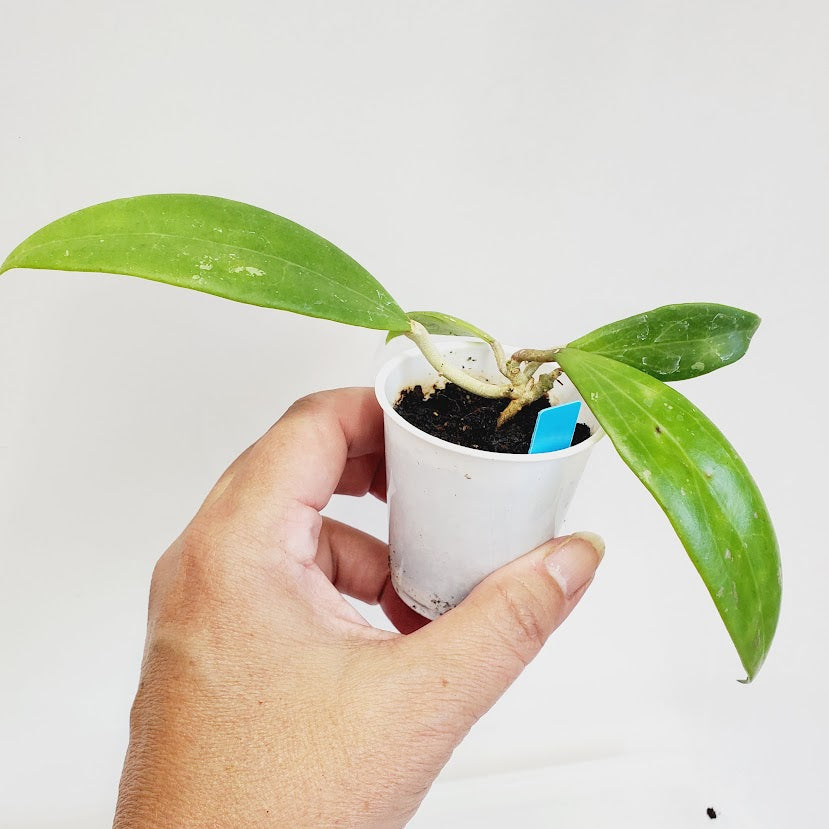 Hoya AH-176 starter plant No. 137