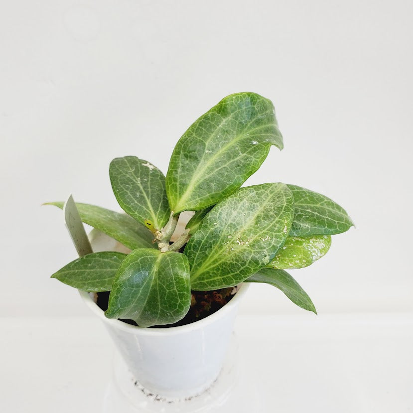 Hoya Fitchii starter plant No. 127