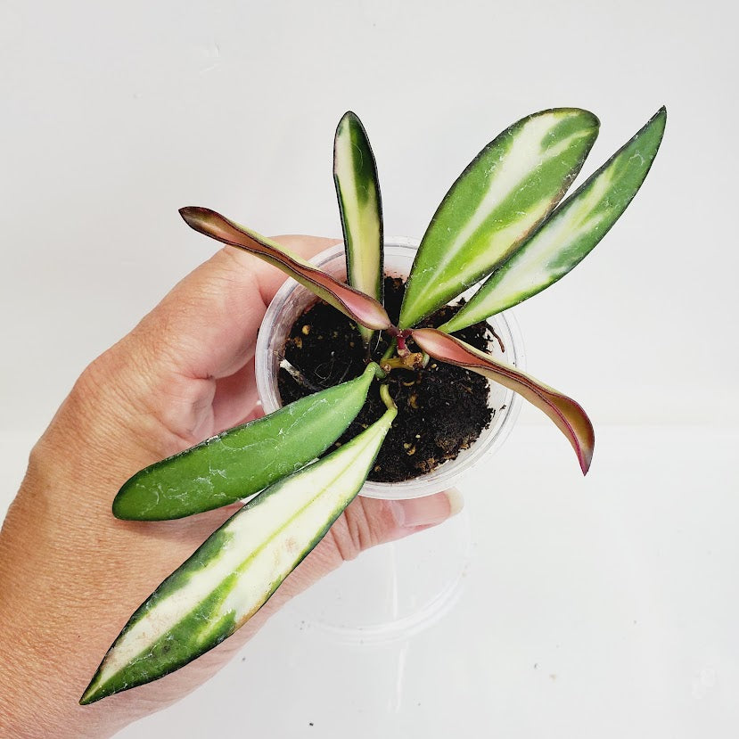 Hoya Wayetii variegata starter plant No. 128