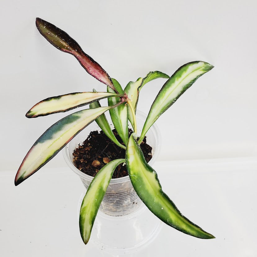 Hoya Wayetii variegata starter plant No. 130