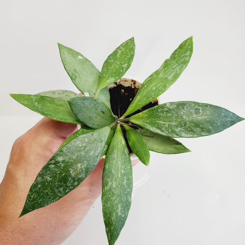 Hoya Gracillis (Hoya Memoria) starter plant No. 131
