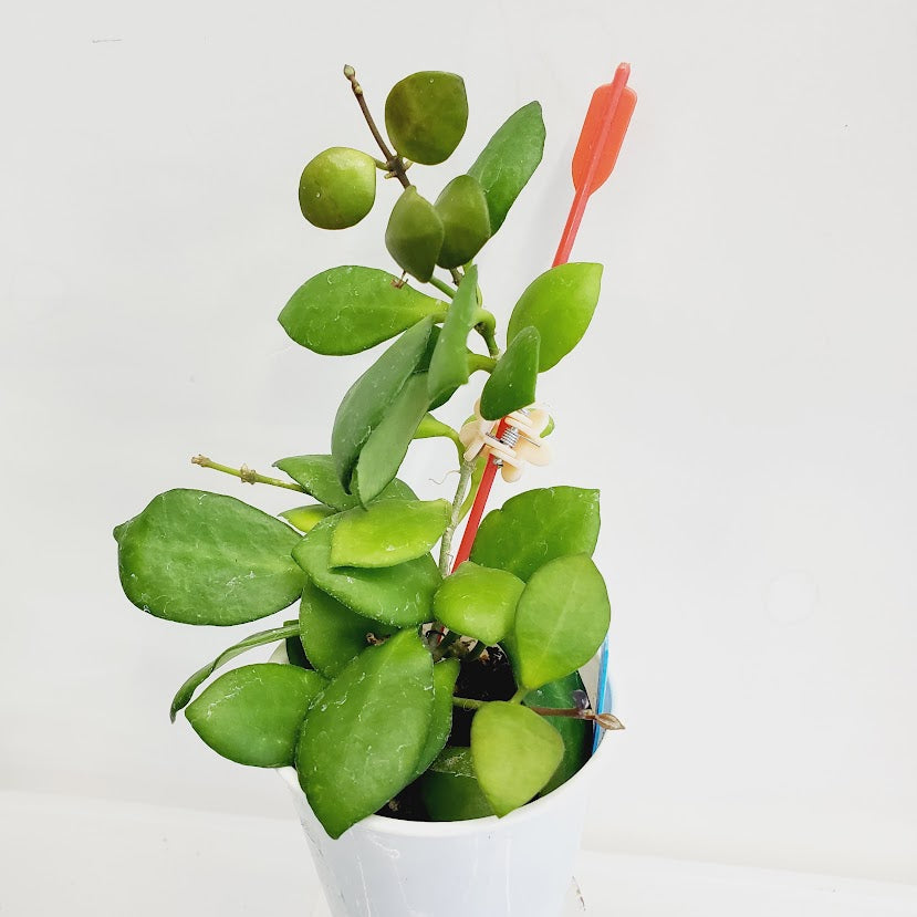 Hoya Heuschkeliana Pink starter plant No. 125