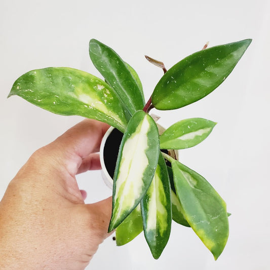 Hoya carnosa 'Krimson Princess' starter plant No. 122