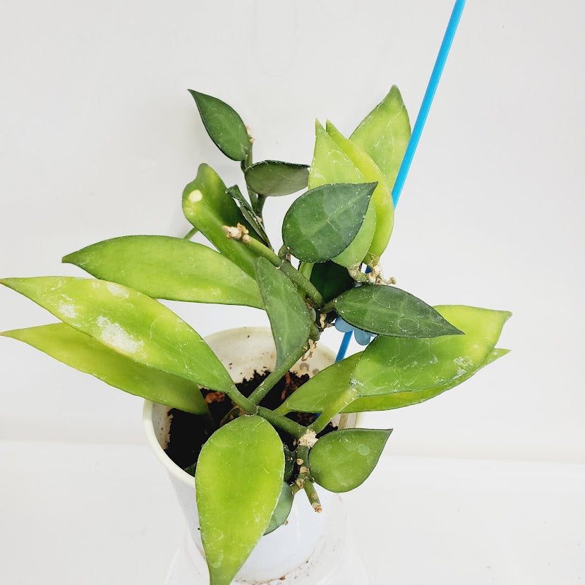 Hoya Lacunosa starter plant No. 121
