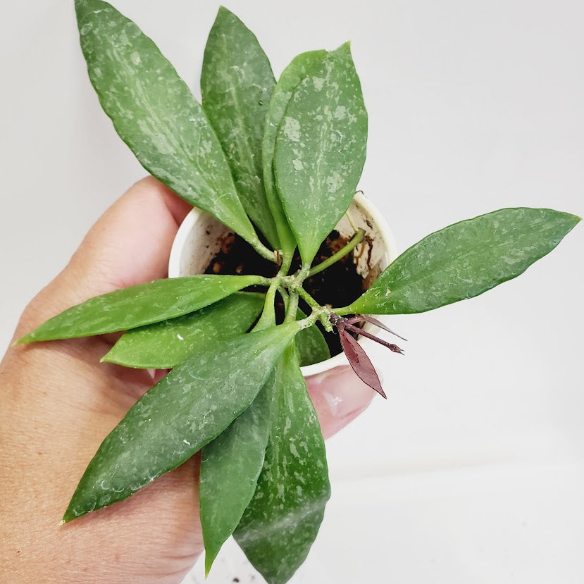 Hoya Gracillis (Hoya Memoria) starter plant No.136