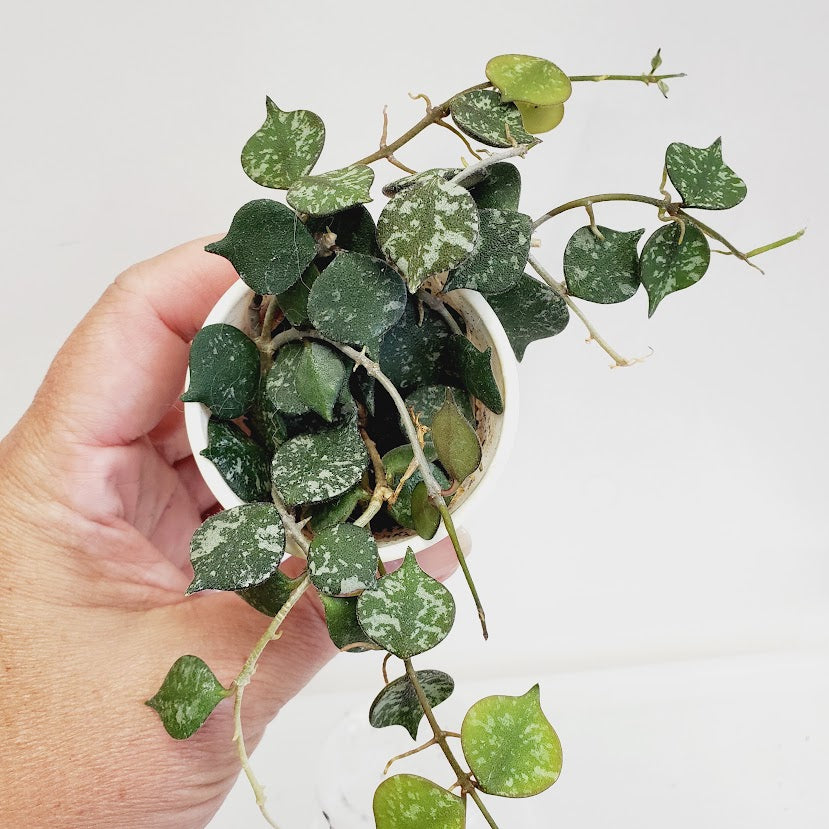Hoya Curtisii starter plant No. 141