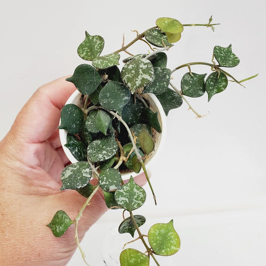 Hoya Curtisii starter plant No. 141