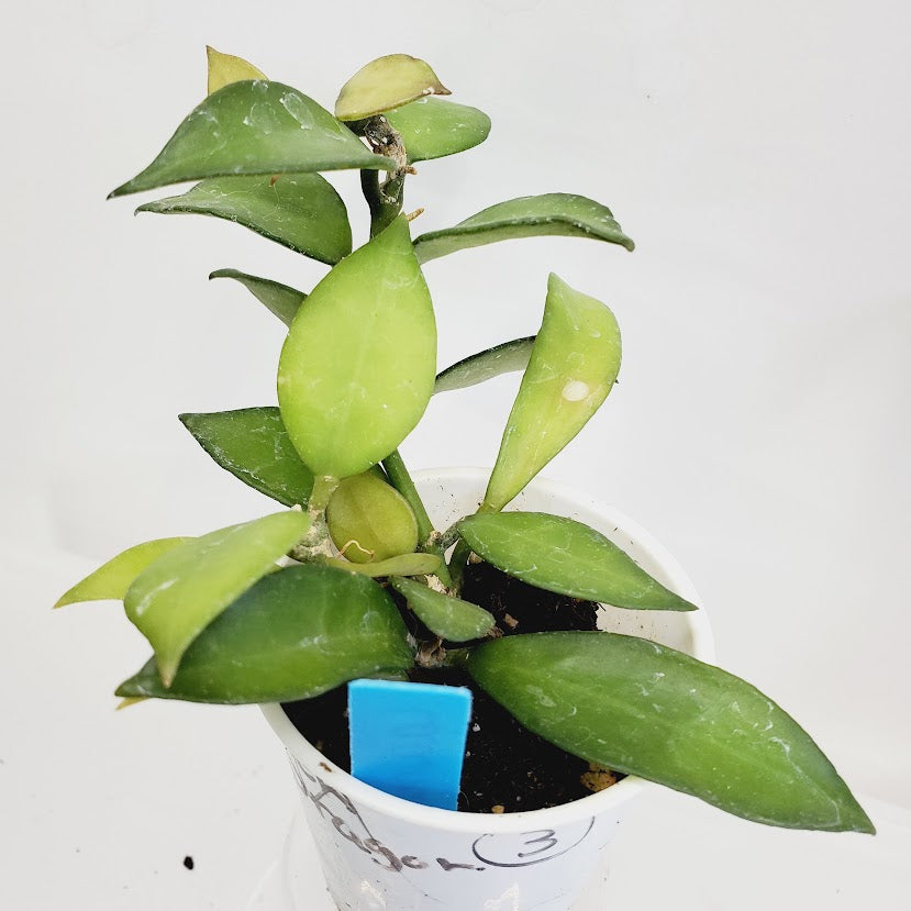 Hoya Lacunosa starter plant No. 171